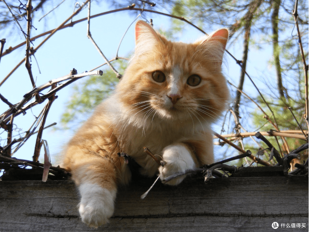 什么牌子的猫罐头好?质量口碑好的猫罐头推荐!