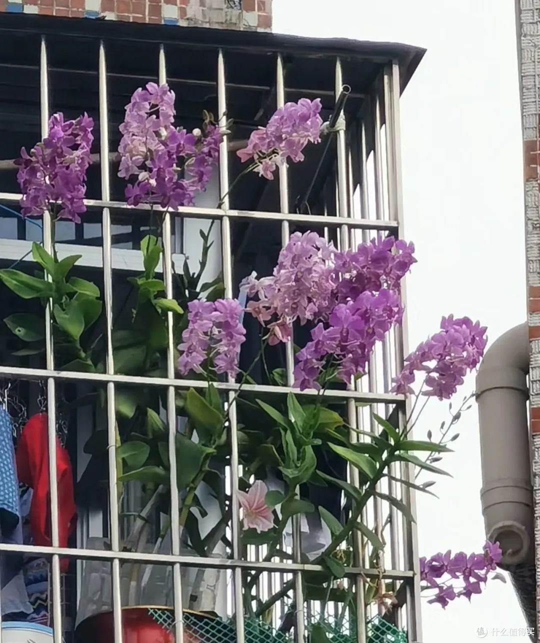 因“石斛兰开花太美”而走红的阳台,真治愈,拍给大家看看