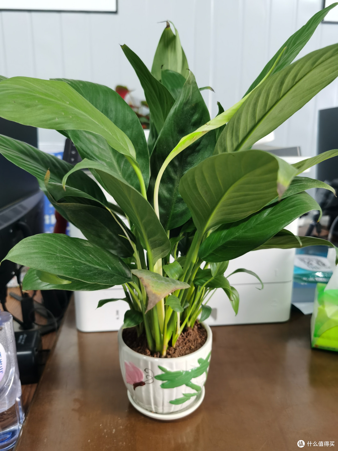 桌面好物当然少不了一盆绿植了