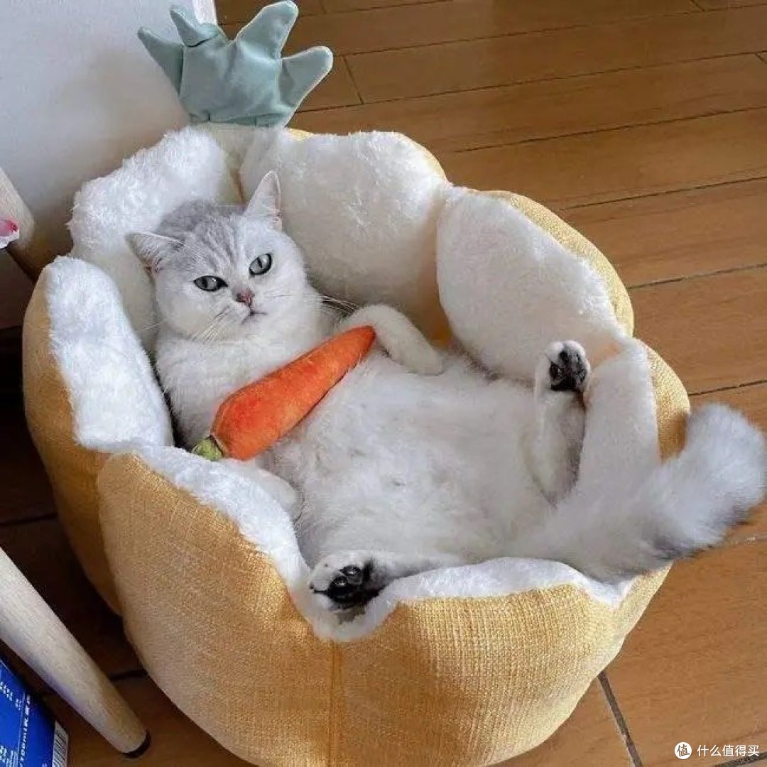 养猫还不到6个月，我就已经后悔了！