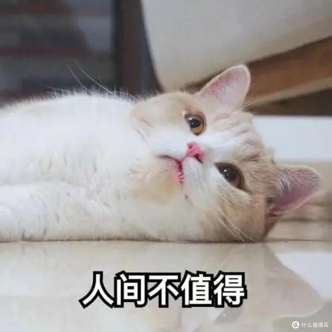 养猫还不到6个月，我就已经后悔了！