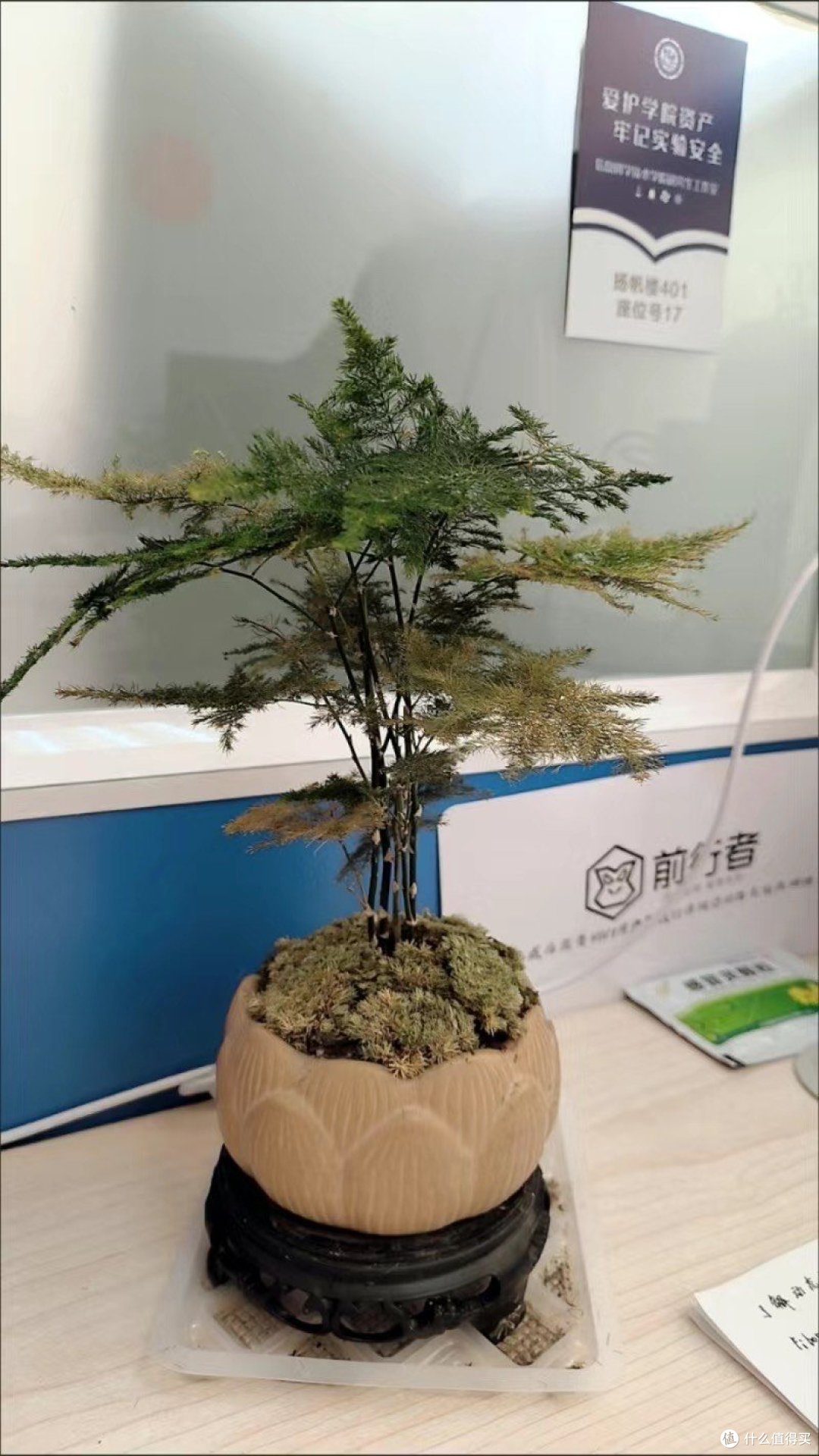 桌面小盆栽，让你的办公生活更美好!