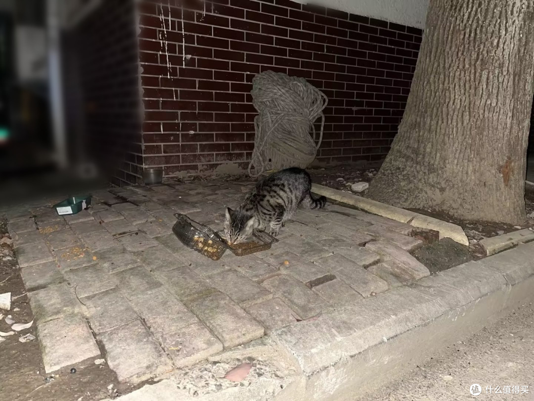猫粮分析丨1分钱入手的卫仕五拼冻干猫粮已升级,新旧两版有何区别?