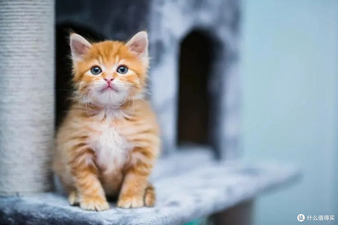 养猫为什么这么火？猫奴们欲罢不能的真相!