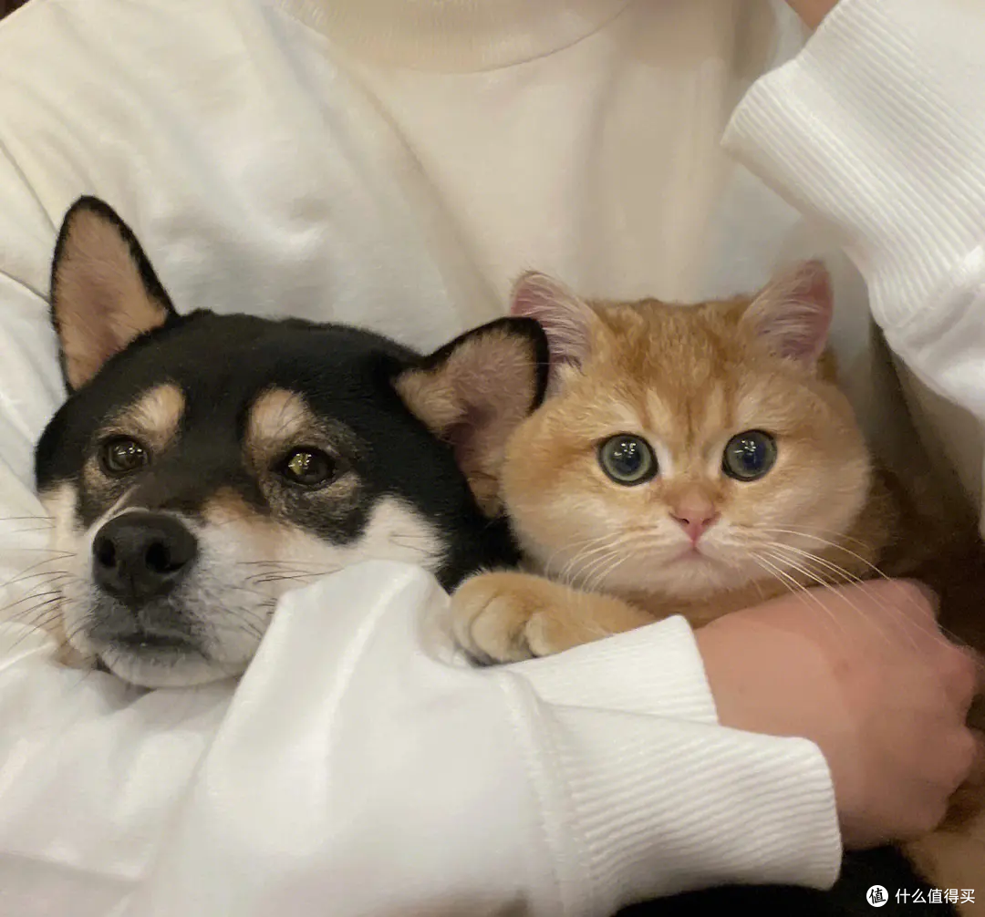 养猫为什么这么火？猫奴们欲罢不能的真相!