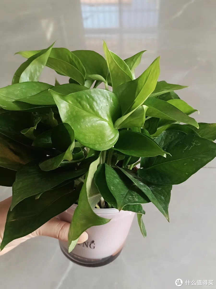 🍃绿萝盆栽,让你的新房更健康!