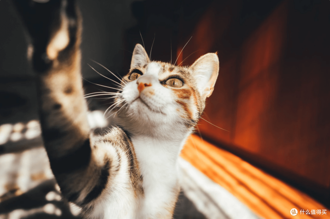最好的猫罐头品牌有哪些?盘点最好的猫罐头品牌排行