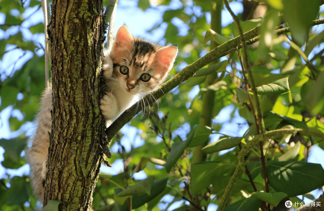 什么牌子的猫罐头好?2023年质量口碑好的猫罐头推荐!