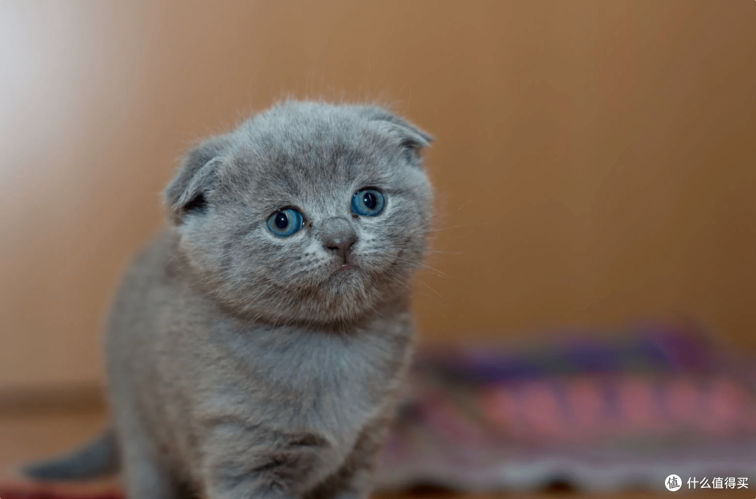 什么牌子的猫罐头好?2023年质量口碑好的猫罐头推荐!