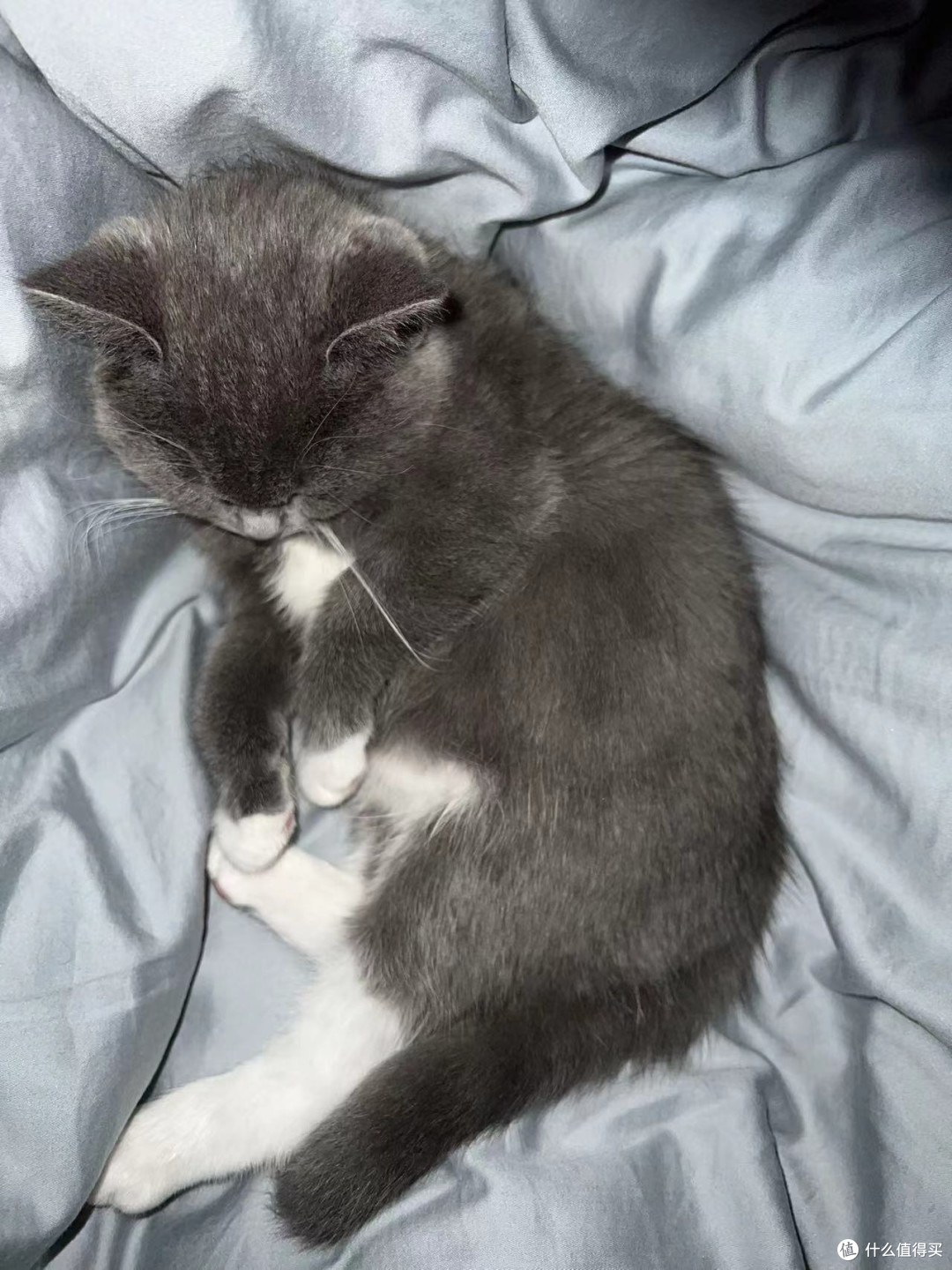 猫猫也有情绪