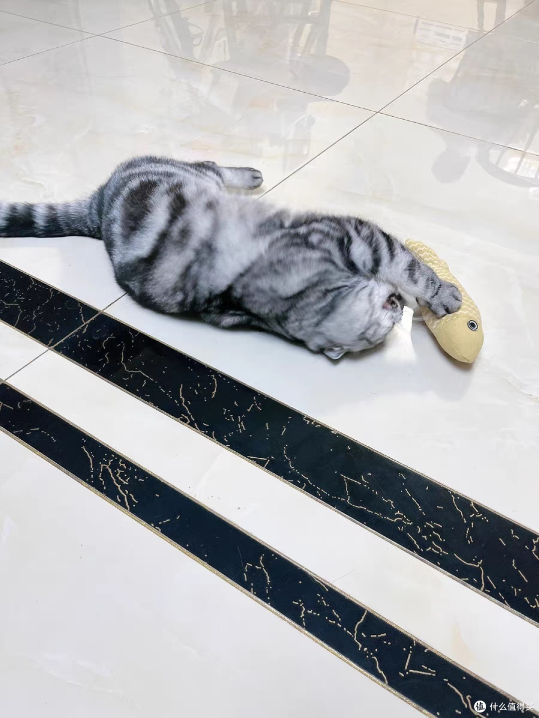 逗猫日常