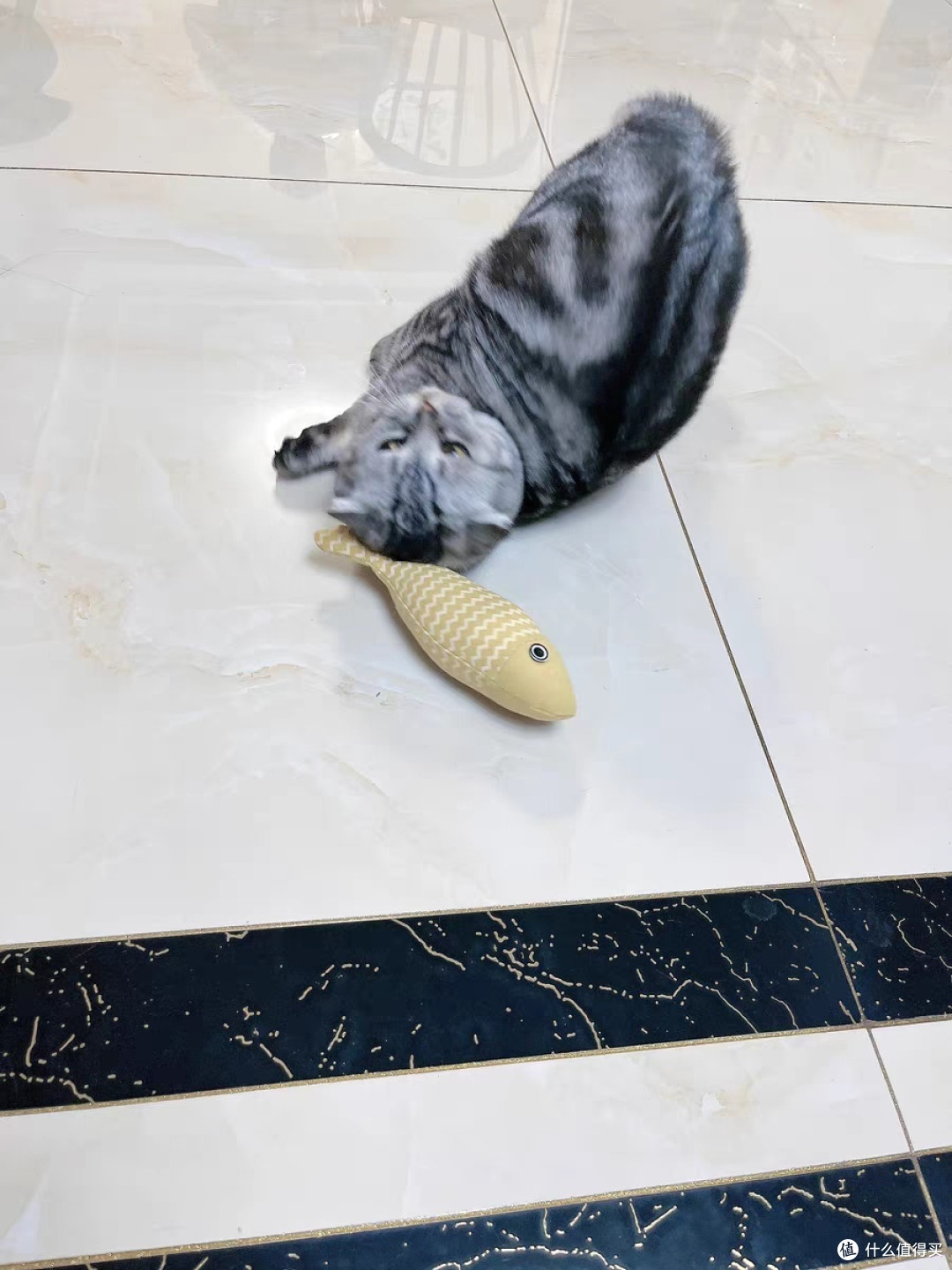 逗猫日常