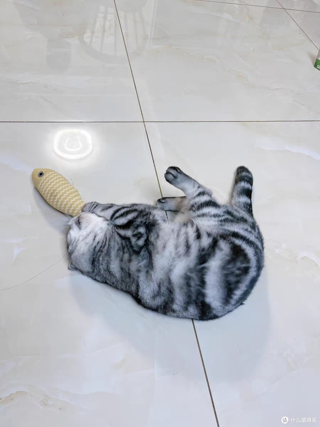 逗猫日常