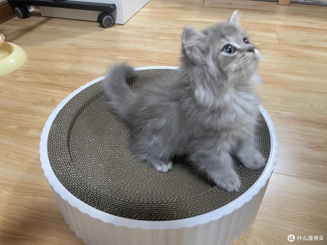 养猫日常猫抓板窝