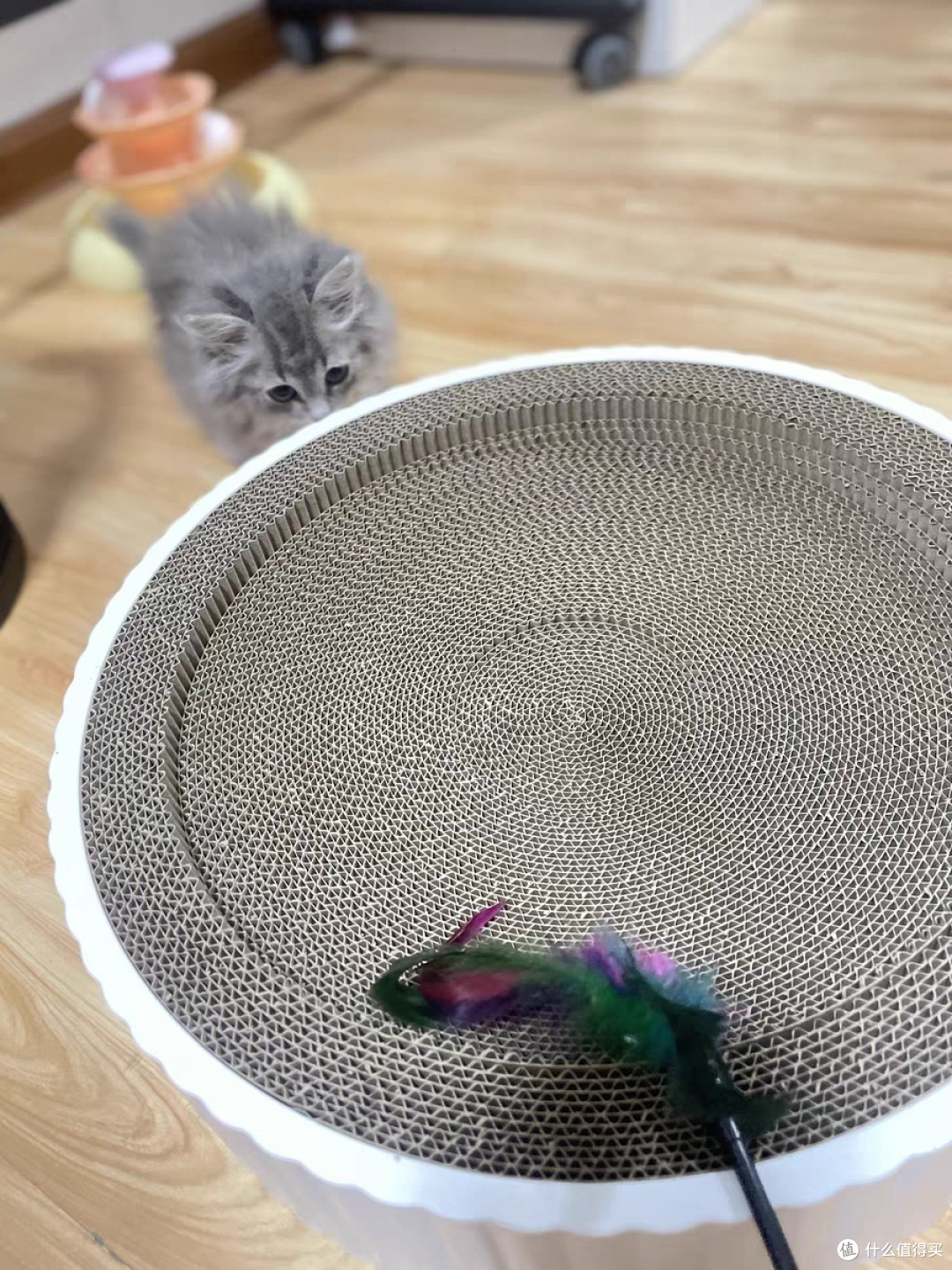 养猫日常猫抓板窝