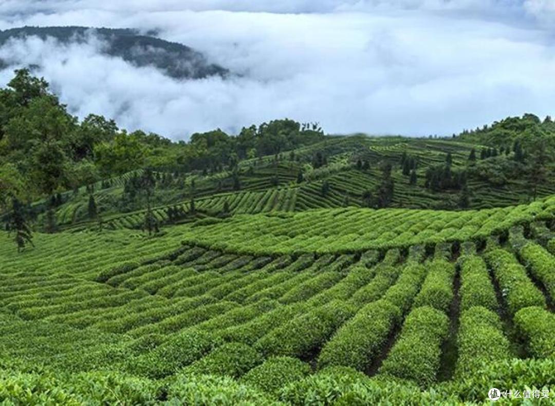 传承千年礼仪美学与竹叶青茶,共写生态茶道!