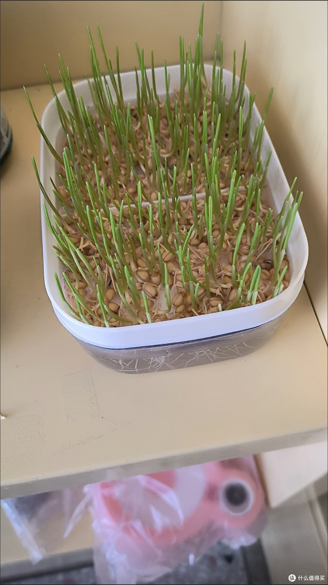 桌面猫草