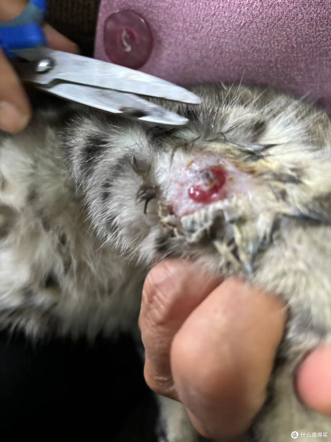 给家里的乖猫猫,治疗伤口,太乖了。