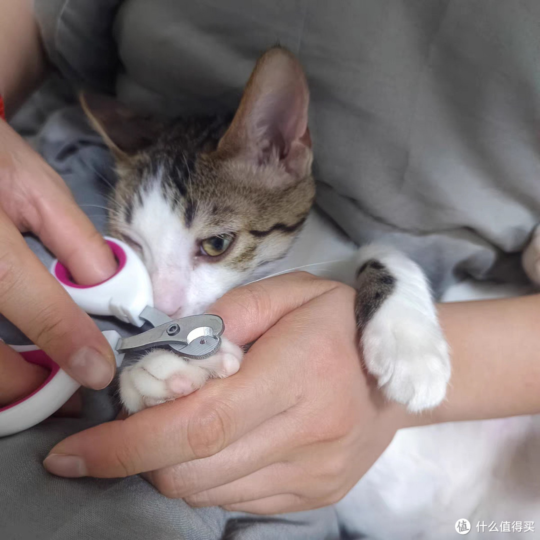 猫咪专用指甲剪