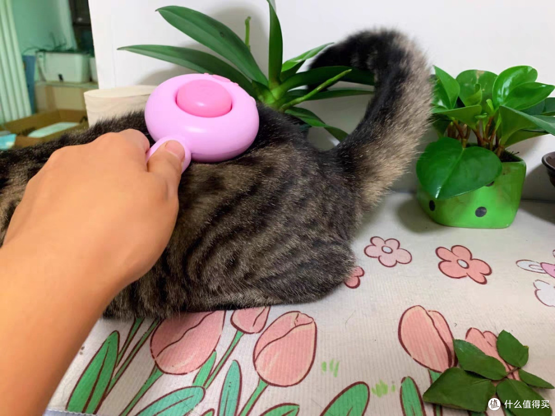 🐱毛球控的福利来啦!——猫咪专用梳子大解密