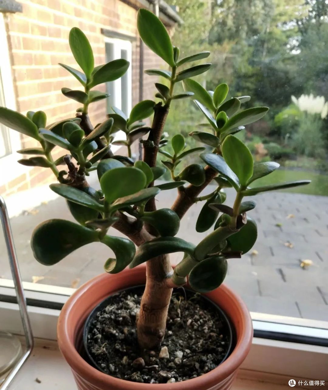 冬季如何养才能让玉树开花?