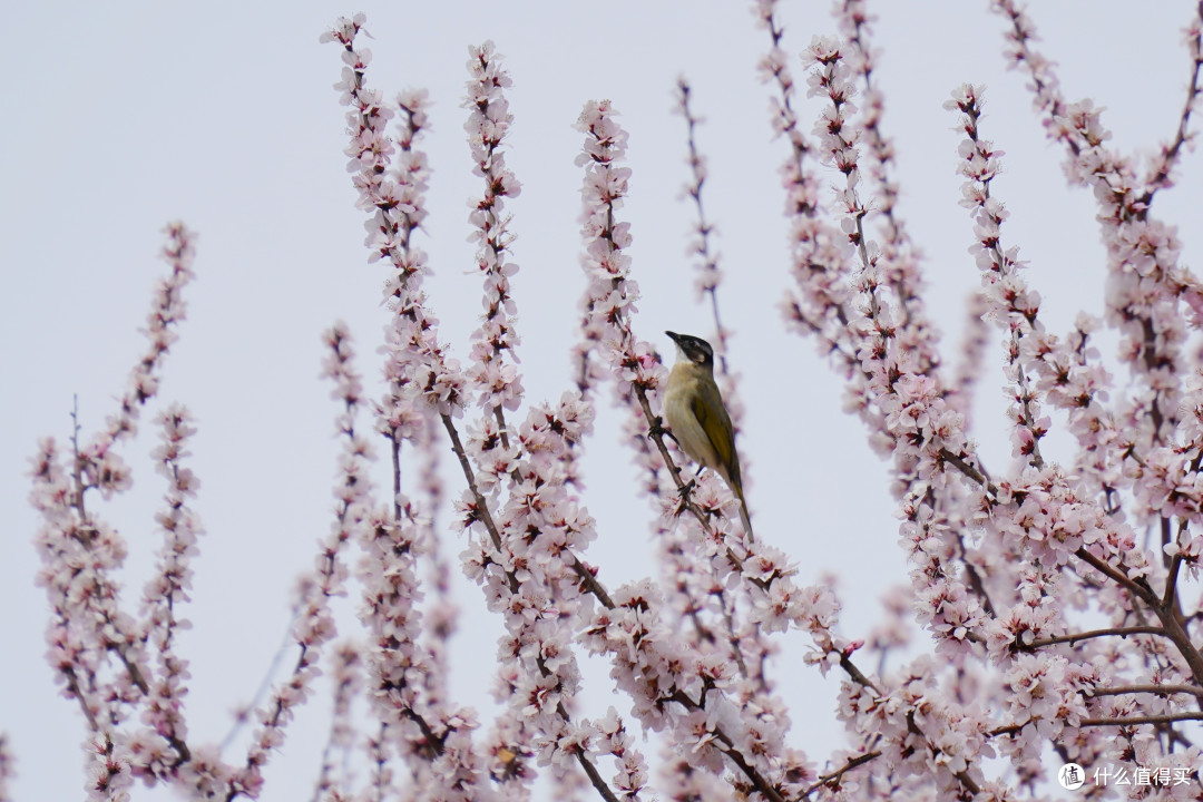 腾龙（Tamron）A065S 70-180mm F/2.8 Di III VC VXD G2二代微单镜头(索尼全幅E口)上手体验