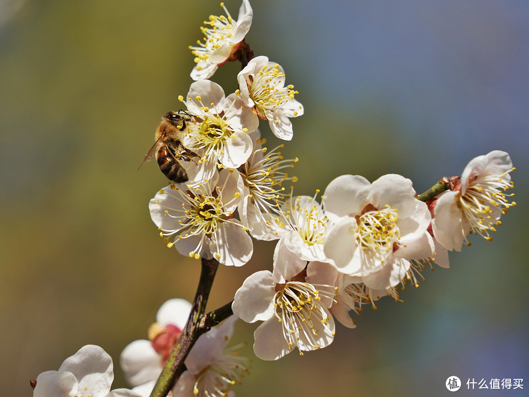 腾龙（Tamron）A065S 70-180mm F/2.8 Di III VC VXD G2二代微单镜头(索尼全幅E口)上手体验