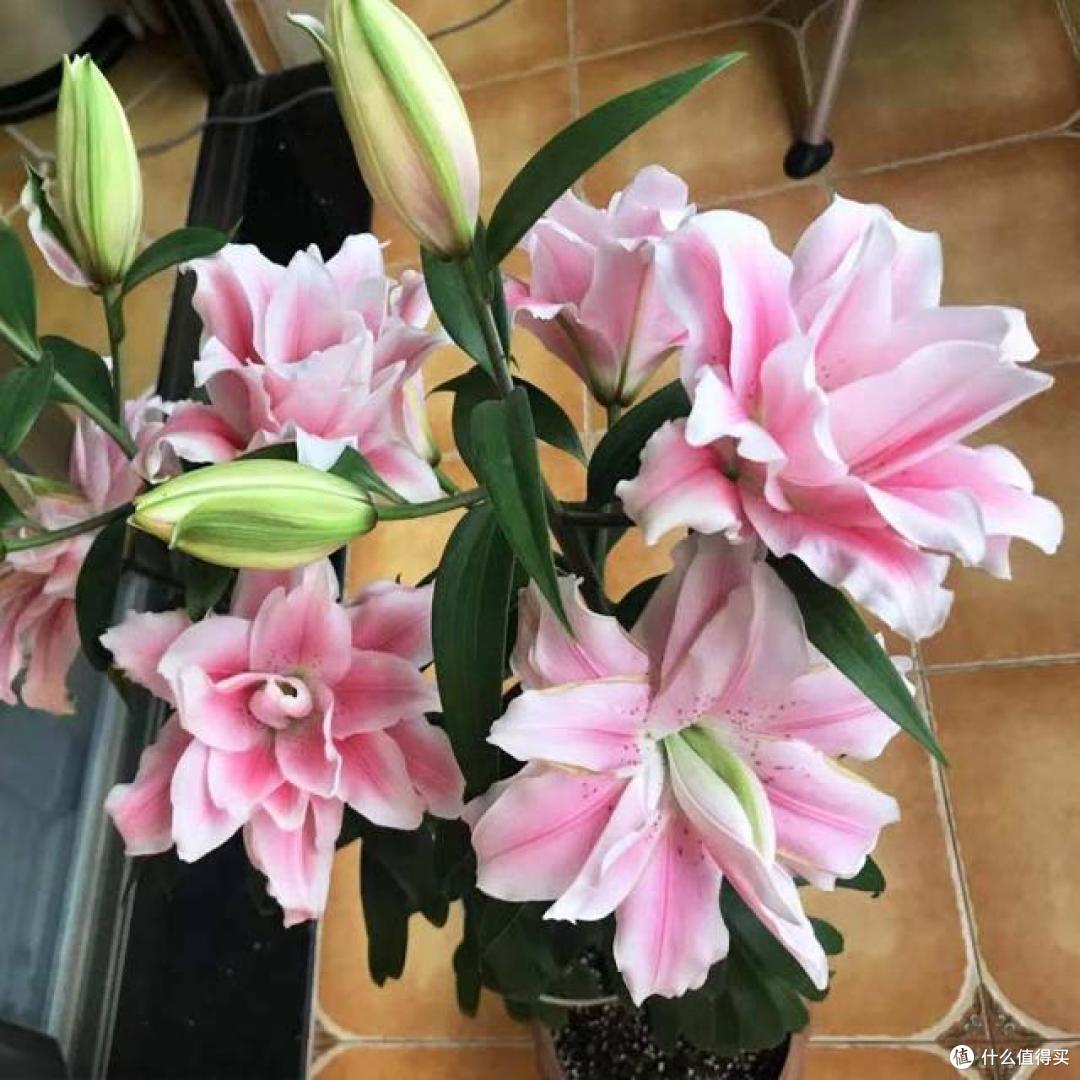 百合花光长叶不开花？主要是4个方面的原因，做对了，开花很简单