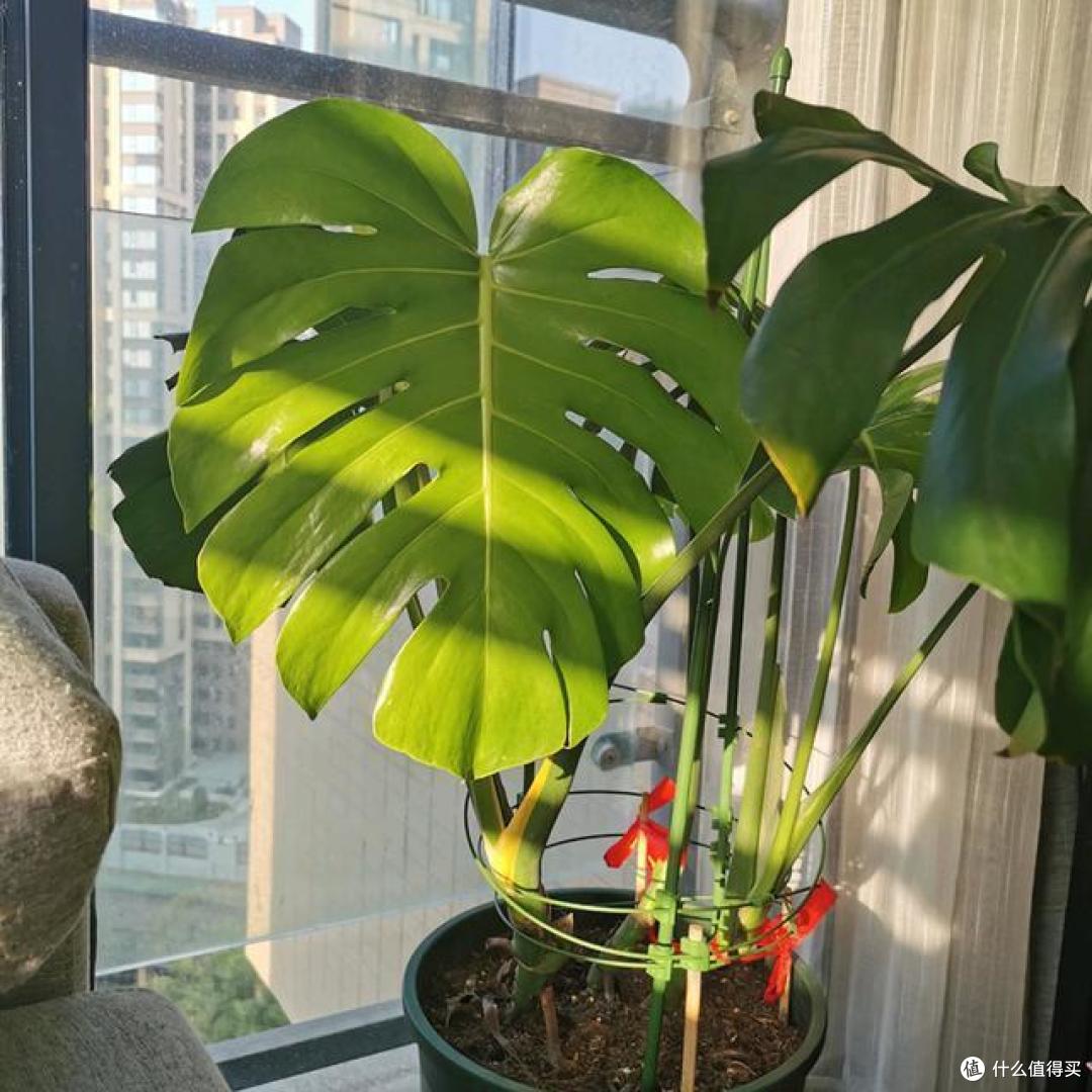 龟背竹不开背,是这几个原因,后悔当初没注意,现在改正还来得及