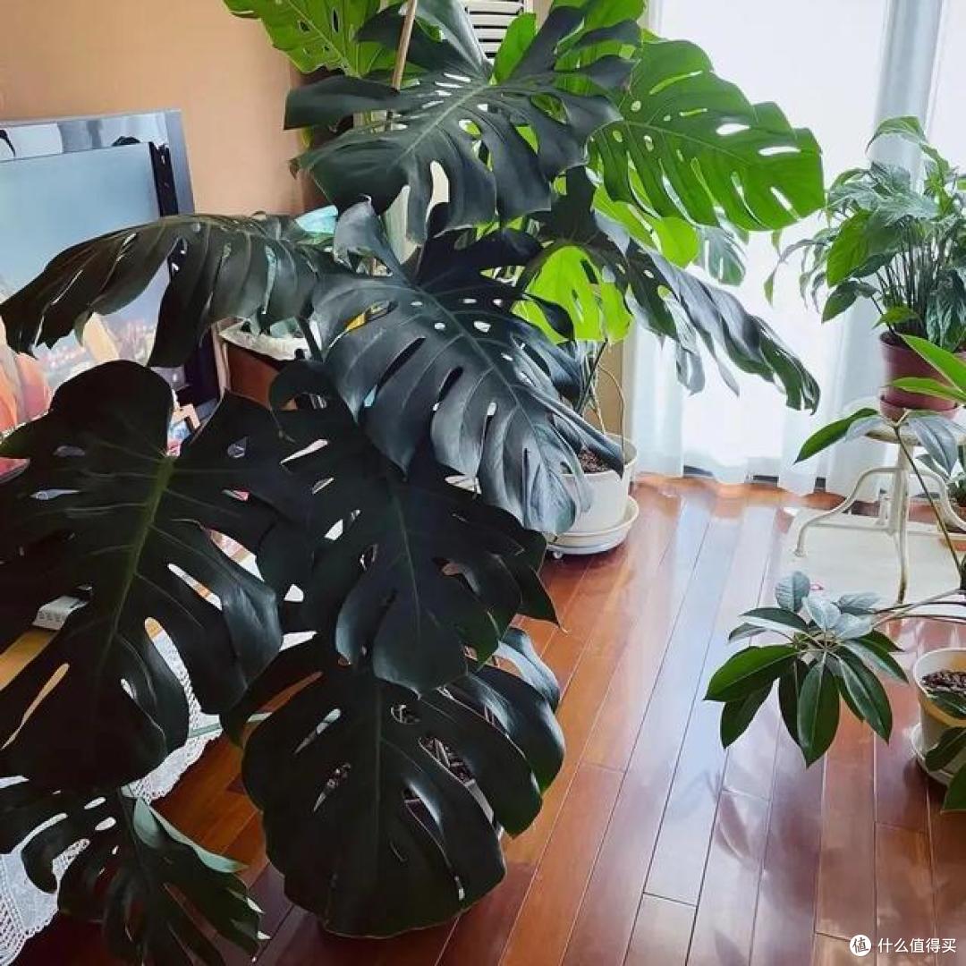 龟背竹不开背,是这几个原因,后悔当初没注意,现在改正还来得及