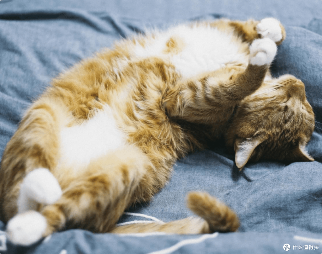 什么牌子的猫罐头好?最好的猫罐头品牌排行榜