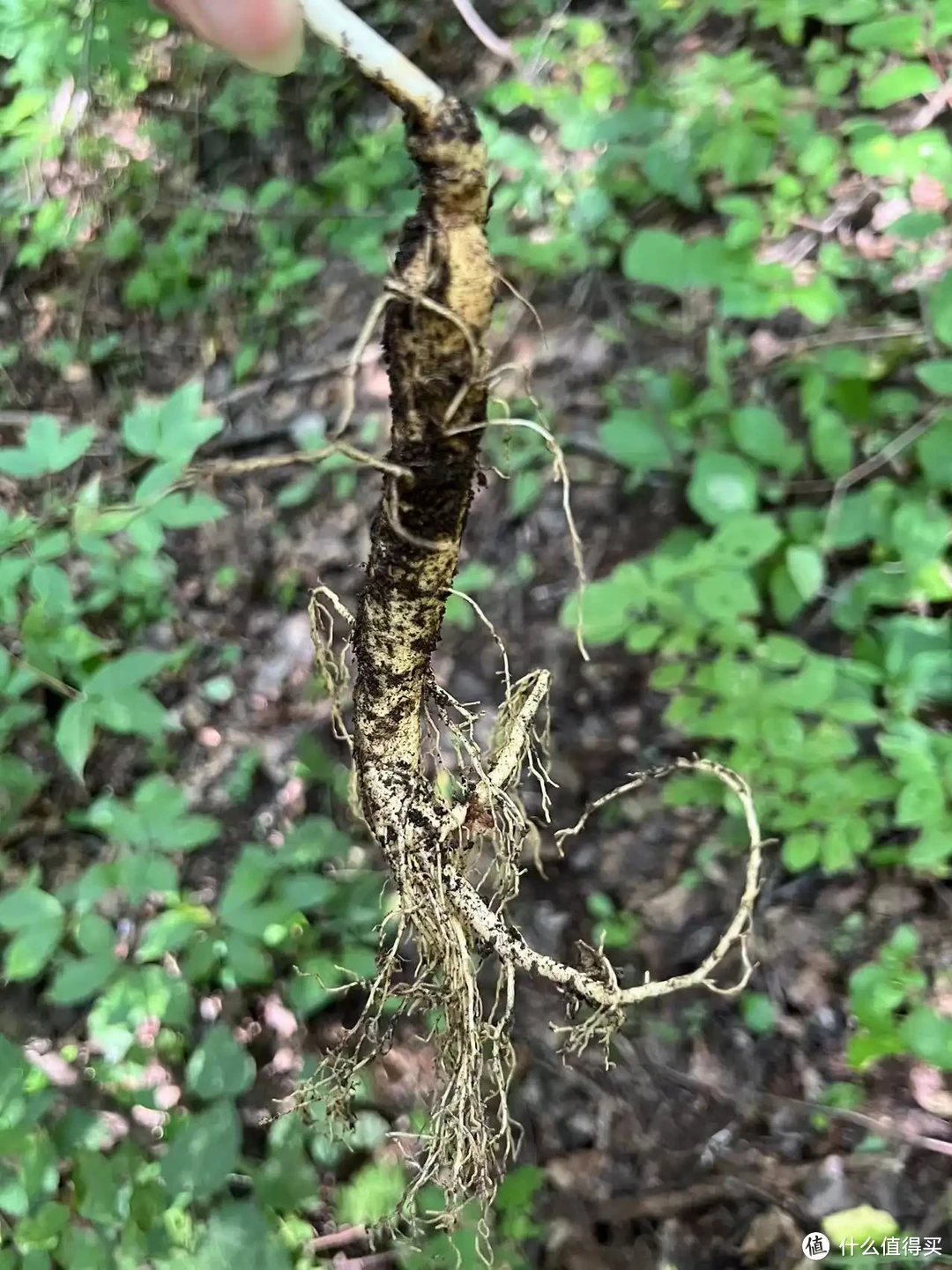 推荐一个适合周末亲子游的目的地--长白山