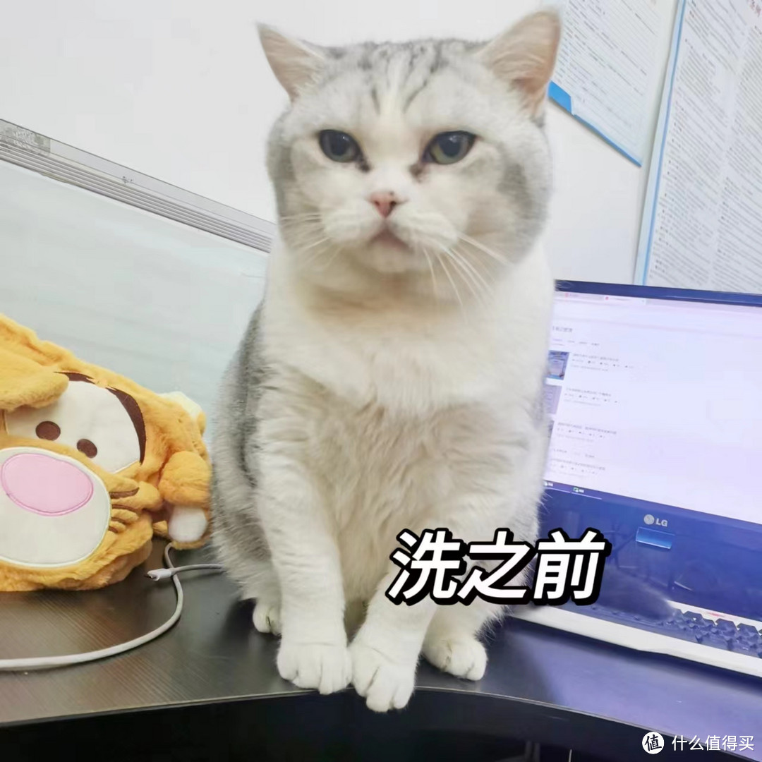 如何拥有一只无暇小猫？眼部护理一定要做