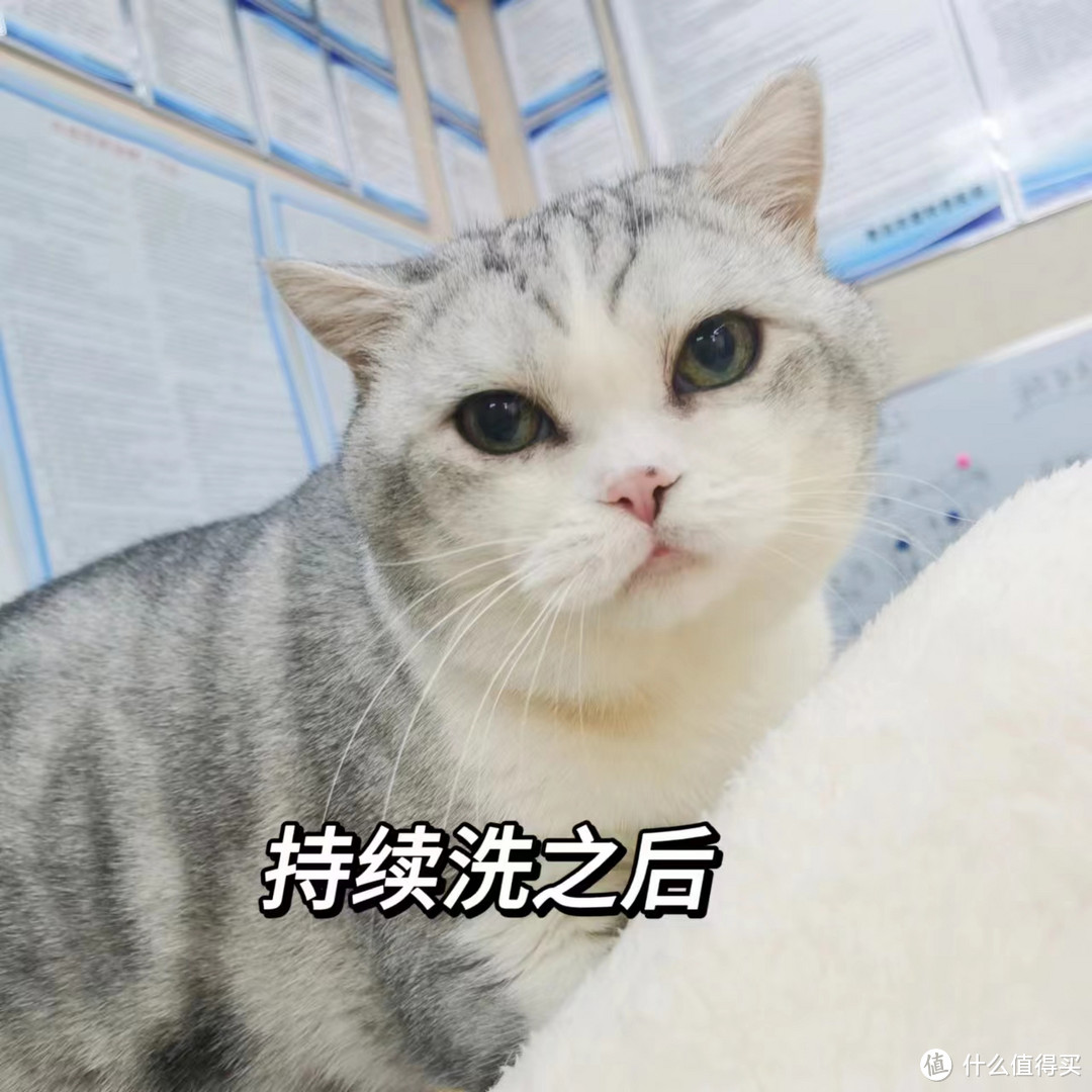 如何拥有一只无暇小猫？眼部护理一定要做