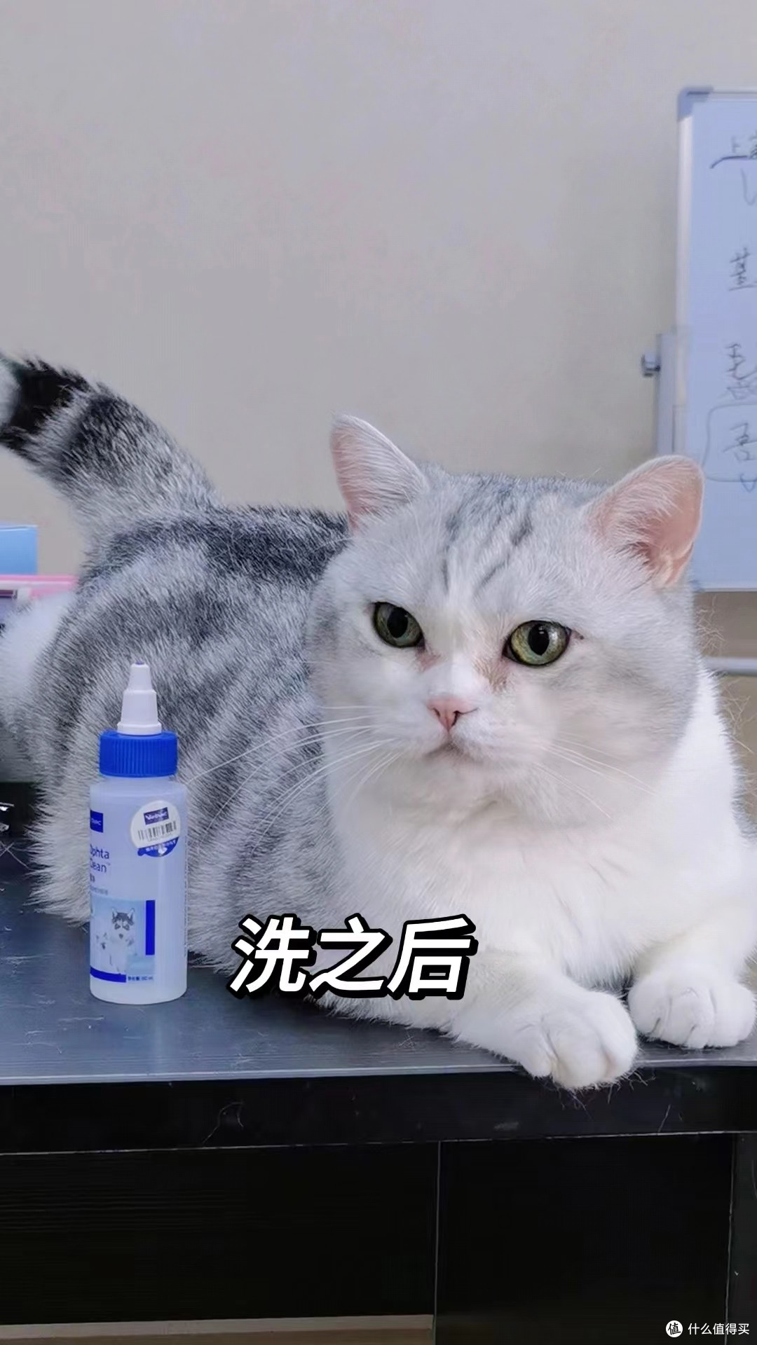 如何拥有一只无暇小猫？眼部护理一定要做