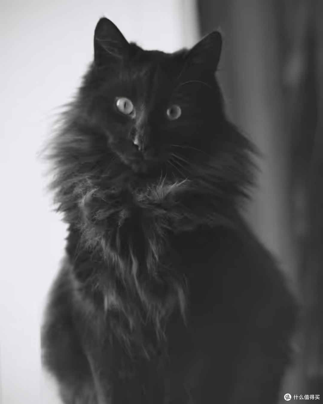 最好的猫罐头品牌有哪些?十大最佳猫罐头排名榜分享