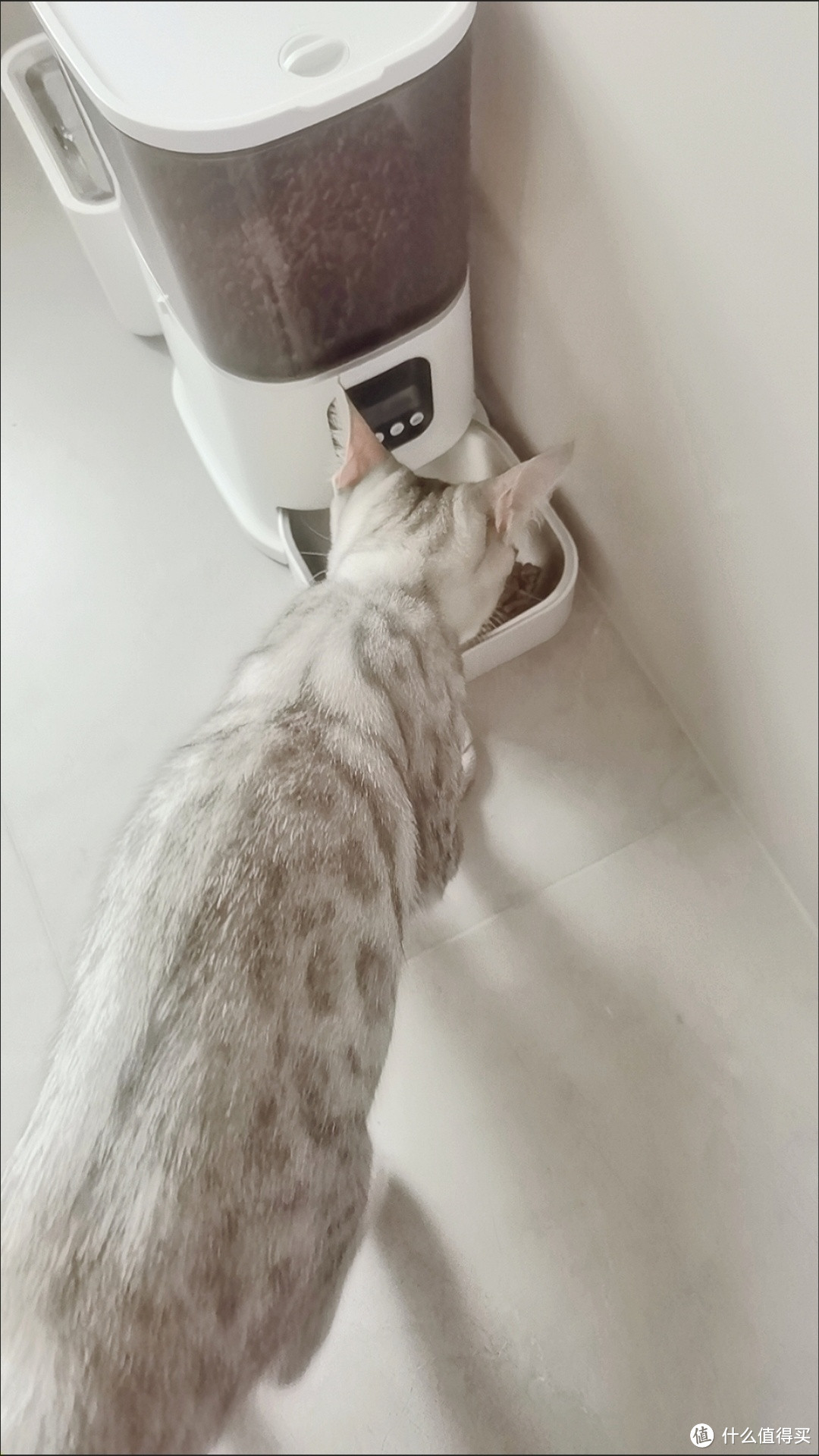 猫咪自动喂食器测评：让猫咪生活更温馨