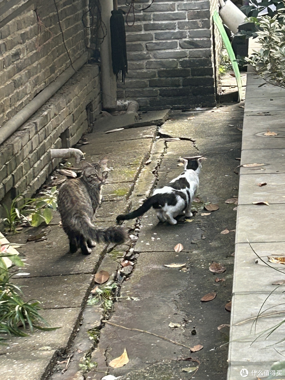 铲屎官和猫猫斗智斗勇的日常