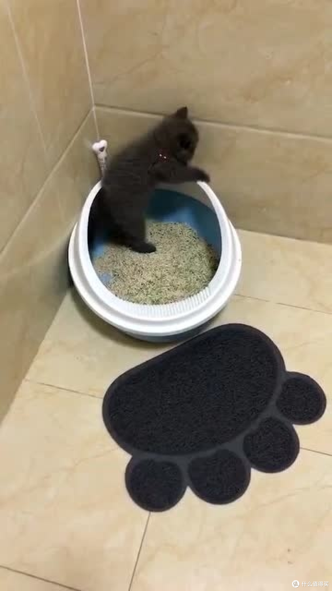 养猫必备好物分享
