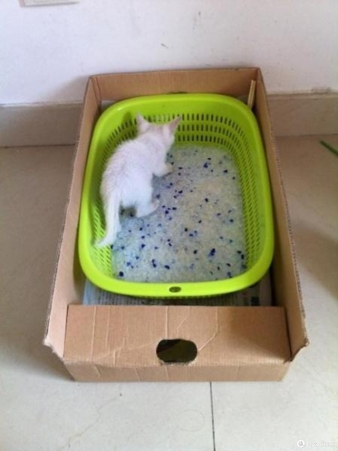 养猫必备好物分享
