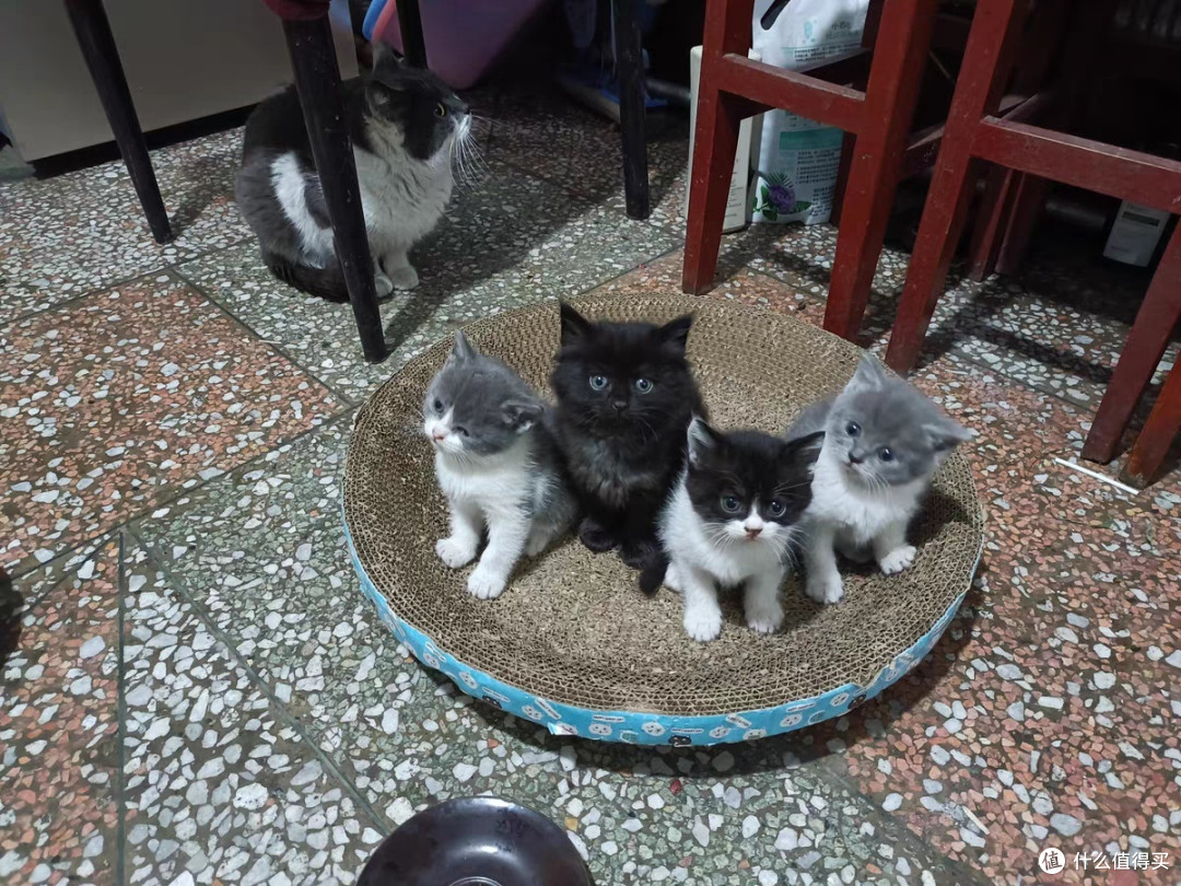 铲屎官的日常,毛孩子口粮