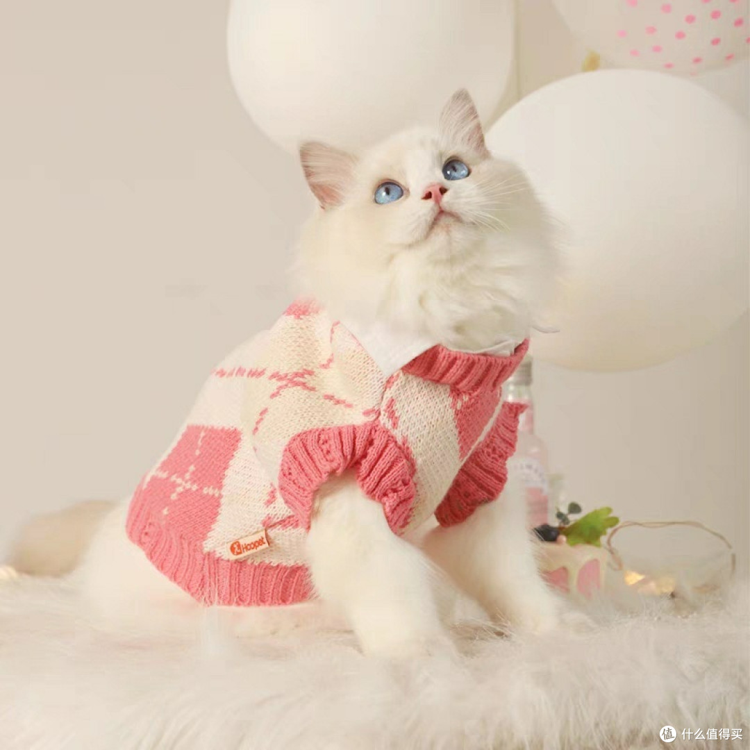 猫咪冬天需要穿衣服吗?你同意吗?