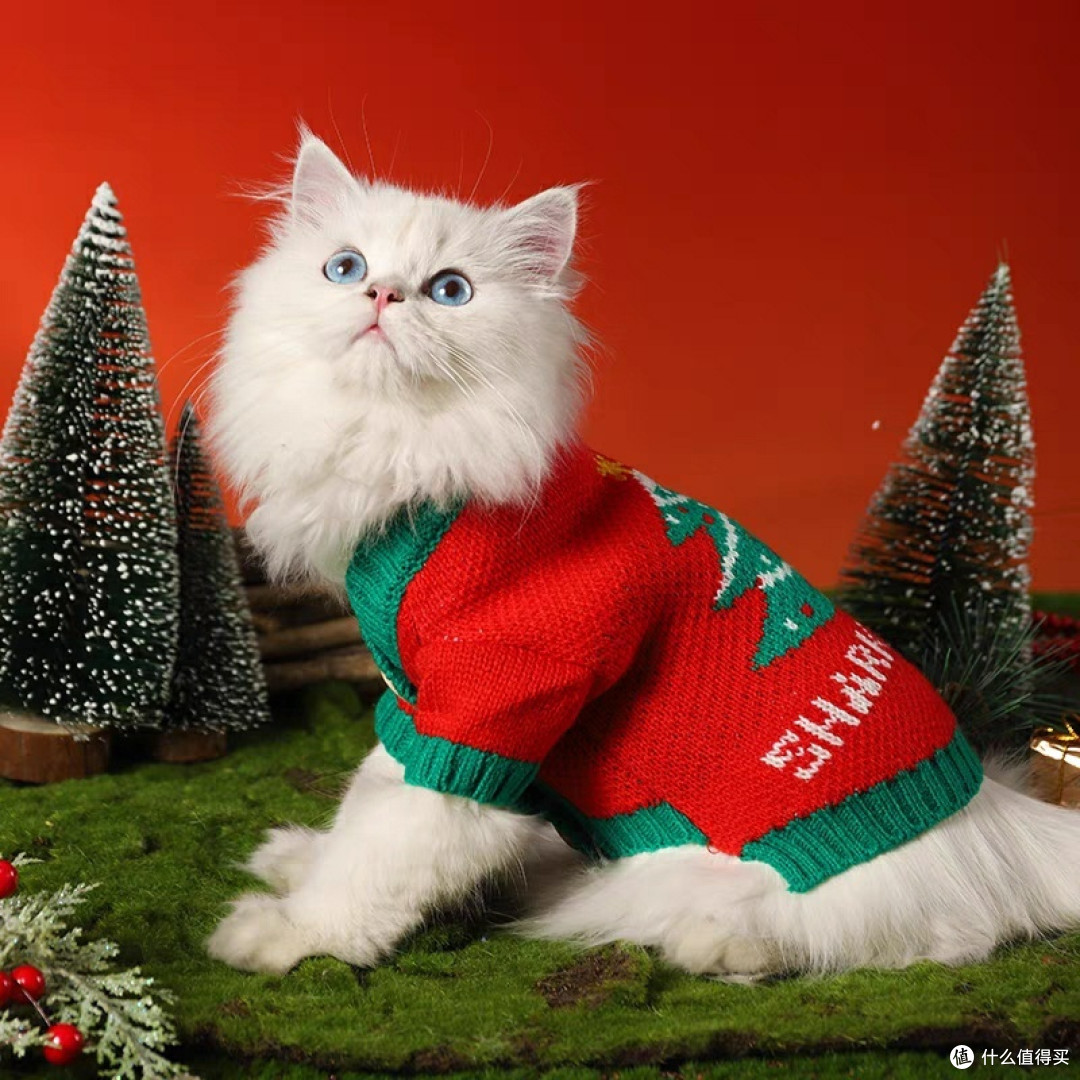 猫咪冬天需要穿衣服吗?你同意吗?