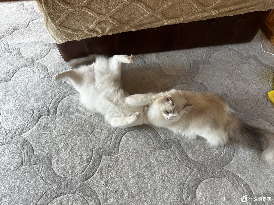 一个开孔器,让猫主子实现了纸箱猫窝自由