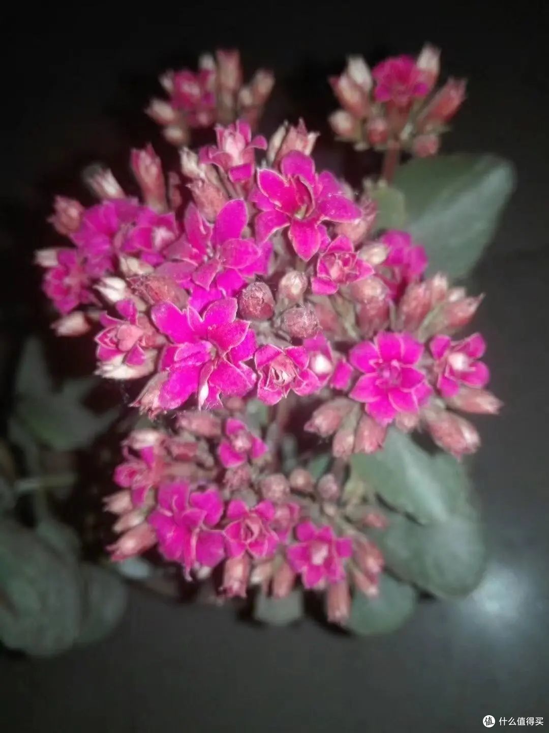 长寿花,做好这几个“关键点”,轻松开花到爆盆
