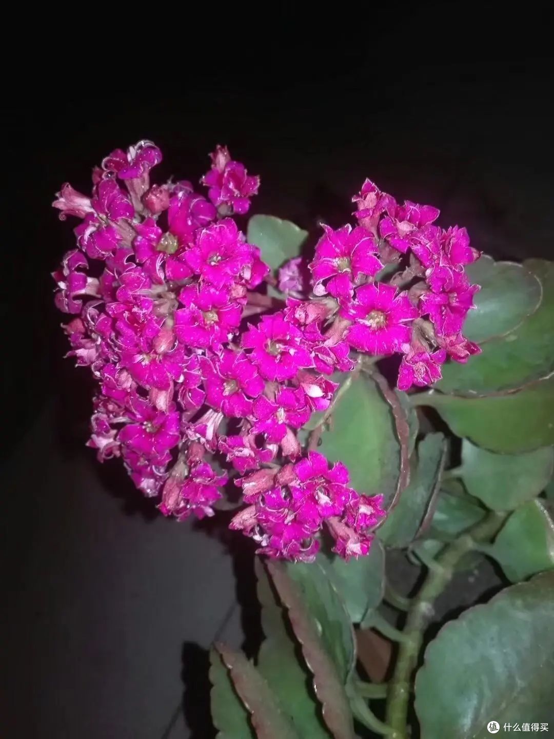 长寿花,做好这几个“关键点”,轻松开花到爆盆
