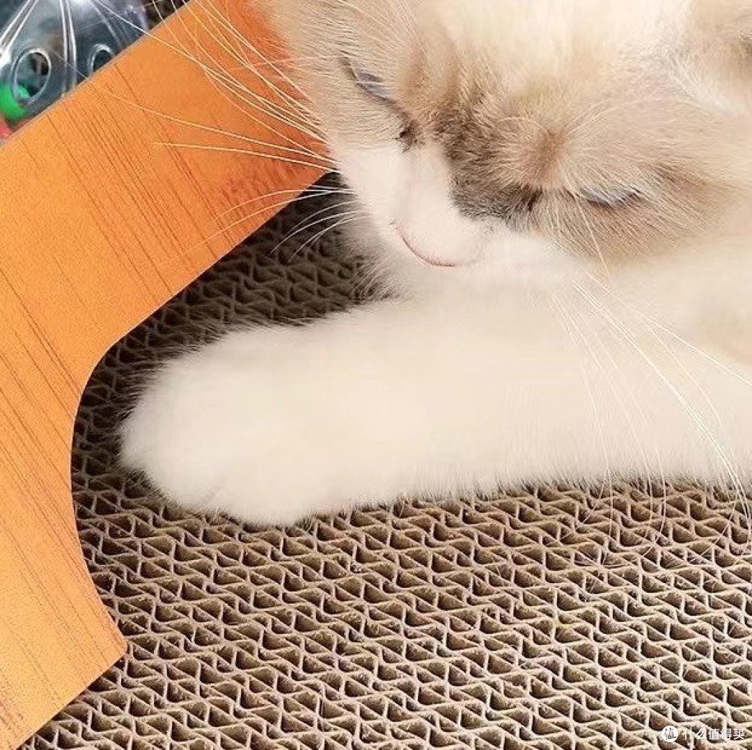 立式猫抓板