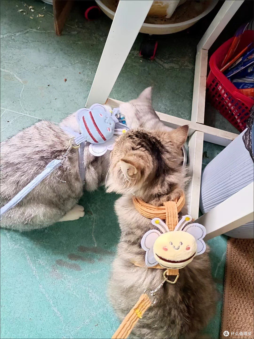 猫咪牵引绳