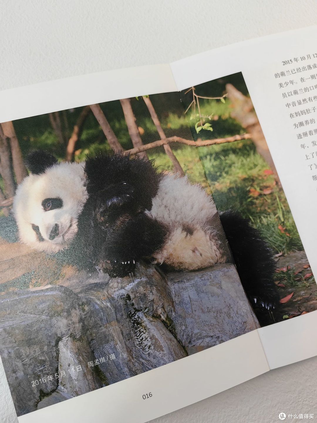西直门三太子萌兰出书啦!萌趣可爱超治愈!