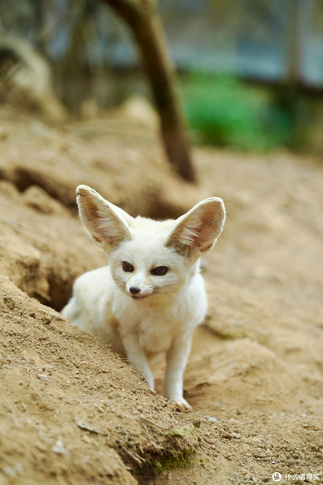 世界上最小的狐狸之一耳廓狐